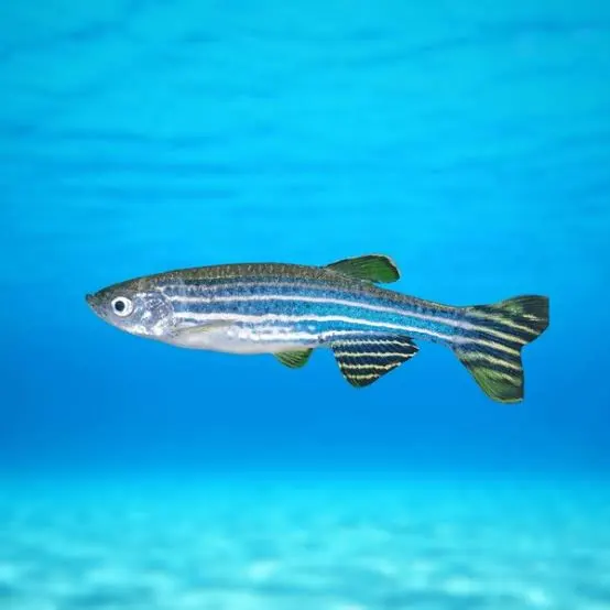 Giant Danio (Devario aequipinnatus) - En Büyük Balık Türü